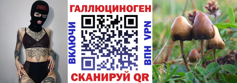 Галлюциногенные грибы Psilocybe  Купить закладки  Черногорск 